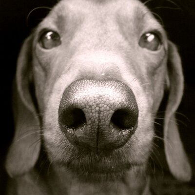 BojanBeronja's profile image