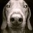 BojanBeronja's profile image