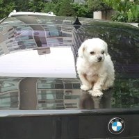 WhoTV (@cshan32089025) 's Twitter Profile