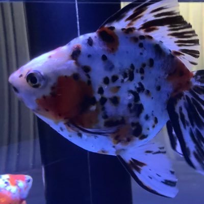 shinbb52's profile picture. 趣味を通して学習など / Learning through hobbies, etc タレント撮影など Z7+Z50mmF1.8 / LightRoom / 東京アイドル劇場 / 周辺情報や技術 Programming Filemaker / SwiftUI フォロー自由、著作権はタレント本人に帰属