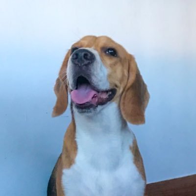 I'm Piper, the hyper beagle! I'm a good boy!