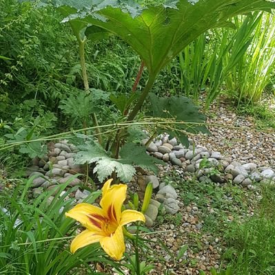 Off-Grid Newbies, Rainwater harvest, G.Y.O, Organic Gardeners with Wildlife in mind. Composting, Deadwood hedges & seed harvest  ♻💦🌽🌻🐝🐞