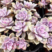 China Succulent Cactus(@zhao93191481) 's Twitter Profile Photo