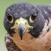 falconZT (@ztfalcon) Twitter profile photo falconZT (@ztfalcon) Twitter profile photo