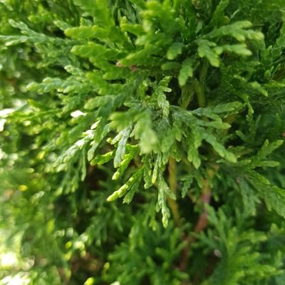 hvoiaaa's profile picture. 