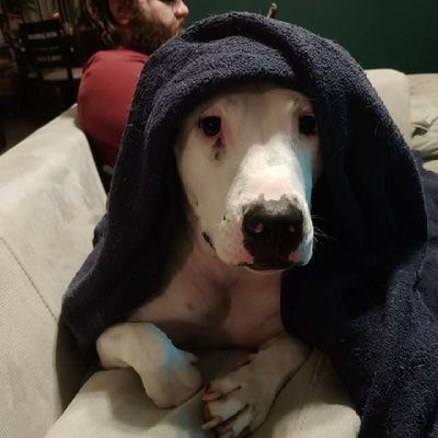 Josh Pettyさんのプロフィール画像