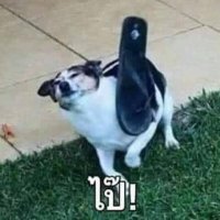 𐐪𐑂🦢 ⊸ Zezee (@pppcher_) 's Twitter Profile Photo