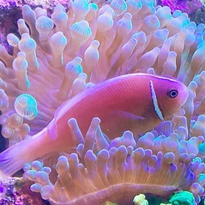 Lemonpeel どうしてもウリクラゲの捕食するところを実際に観察してみたかった食べさせてみました 映像で見たことはあったけど 衝撃受けてます Lemonpeel どうしてもウリクラゲの捕食するところを実際に観察してみたかった食べさせてみました 映像で見たことはあったけど 衝撃受けてます
