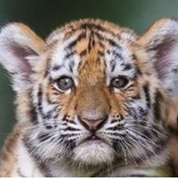 TMS Library & Media Center (@library_tms) 's Twitter Profile