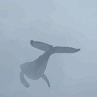 whale H (@whalienha) 's Twitter Profile
