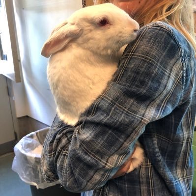 East Valley Animal Shelter & other places: bunnies, guinea pigs & hamsters all looking for homes. Please come & adopt check them all out…only volunteers…