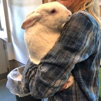 eastvalleybunnyguineapigs(@eastvalleybun) 's Twitter Profile Photo