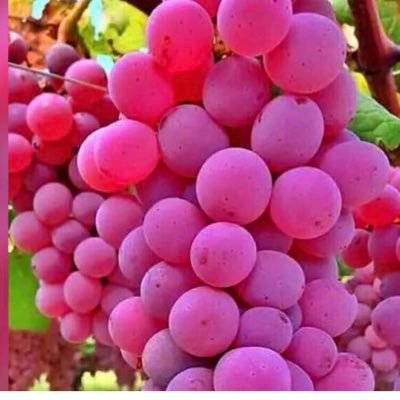 arnoldkuvula1's profile picture. Médecin au service de l humanité