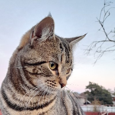 TypikalS's profile picture. Opinión libre e independiente, pero con respeto.