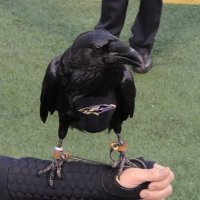 RavensPoe (@unofficial_poet) 's Twitter Profile