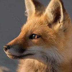 Fox twitter red the Red Fox