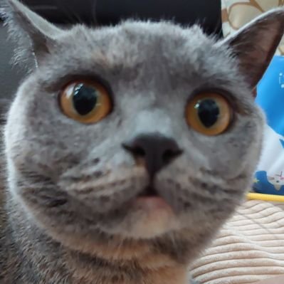 めぇ Mee M Twitter めぇ Mee M Twitter