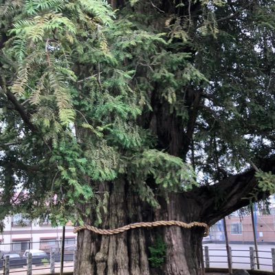 自身の経験や性格を元に、コミュ障や人見知りなど、人間関係が苦手な人の為の情報を発信しています。15歳から生き辛さを意識する→外出が辛くなる→人怖いと感じる→満員電車に乗れないのに都内に就職→20代中から30代前半まで対人恐怖症(社会不安障害)が悪化→様々な方法を学び克服する/HSP/人間関係/ハラスメント