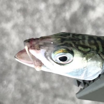日本近代文化史。文化社会学。ファッション論/史、デザイン論/史、物質生活史、昭和史。
博士号を所持していないので教授にはなれません。教授ではないので院生の指導ができません。大学院での指導は全てお断りしております。