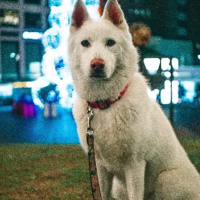 AL97409790's profile picture. 