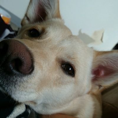 ct85mr_ea11ha21's profile picture. 酪農したい人。TSWにオフシャルで出没。アルトワークスでWAKO'S軽耐久参戦。バスケはそろそろ引退？