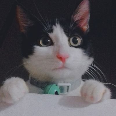 Taro_The_Cat_'s profile picture. Meow! I am TARO the half persian cat from PH 💖  #catsoftwitter