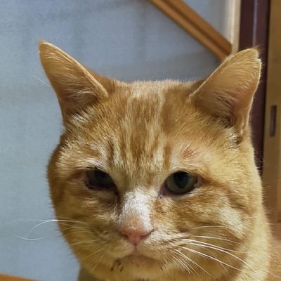 ぼく招き猫/猫に小判/暗号資産で億りたい/色んな投資プロジェクトで本物に出会ったことがない。最期に仕込んだCOREにかける#CORE  $XCB　資金不足でエアドロハンターになる