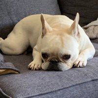 Chips the Frenchie(@FrenchieChips) 's Twitter Profile Photo