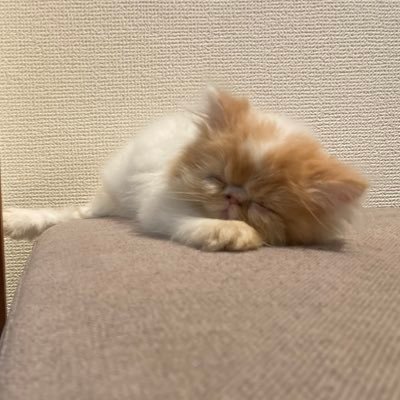 ピグマ♂2021.5.5生まれ エキゾチックロングヘアー 飼い主は猫育て初心者。無言フォロー失礼します🙇🏻‍♂️🙏