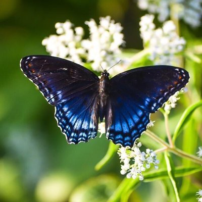 I love game shows, politics, nature and ice cream. #VoteBlue, Butterflies.💙  No DMs please. No Porn. You will be blocked. #writingcommunity #BlueCrew