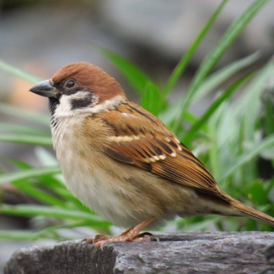 l_silver_lining's profile picture. 