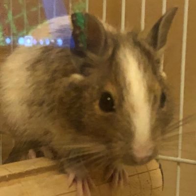 2021.4.21生まれ、デグーのくるん♂です。どうぞお見知り置きを。無言フォロー失礼します😌