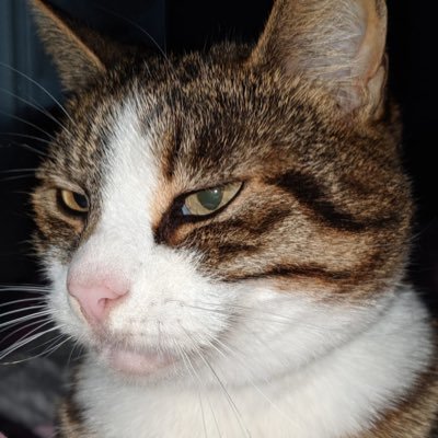 patsymo134's profile picture. Equality, Social Justice, Disability Rights, Social Care, #EndChildFoodPoverty