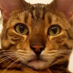 murasakimini519's profile picture. 無言フォローすみません。被害者が少しでも減りますように。嫌な方困る方はDM頂けましたらすぐに外します。→質問箱https://t.co/PqHm491vIc