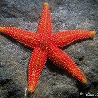Department of Biology, Aarhus University (@biologyaarhus) 's Twitter Profile