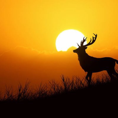 Sonyhd13's profile picture. Saved life