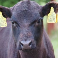 Kiltermon Pure Pasture (@klowlines) 's Twitter Profile
