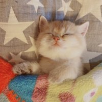 James (@icl812liu) 's Twitter Profile