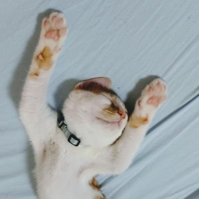 初めまして。
むぎちゃん(キジトラ男の子)
まめちゃん(茶トラ男の子)
2匹の猫ちゃんに毎日癒されてます。
#猫 #猫好き #猫好きさんと繋がりたい #猫のいる暮らし #猫といる幸せ #キジトラ #茶トラ