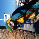 Steve Schaefer - @Parrotjambalaya - Twitter