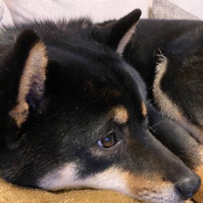 kotaro__0627's profile picture. 黒柴の小太郎です🐕 誰でも大好きヤンチャ犬🐕車好きの男の子(3y)と暴れん坊将軍の女の子(1y)仲良くくらす4歳の犬です🐶👦インスタ→@kotaro__0627