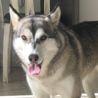 Andrew Gömez (@red_darkin) 's Twitter Profile