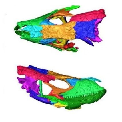 Este es un proyecto en el que se busca aprender sobre la paleobiología de los lagartos gigantes de Canarias a través de las tecnologías 3D 👩‍🔬👩🏻‍🔬🦎🌰🐚⛏️