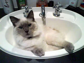 SpoiledPetCat's profile picture. Since the cat is very needy and nothing we ever do is enough, now it has us tweet it's needs 24-7-365...