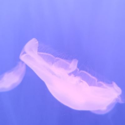 xbbdcbb's profile picture. 什么也不剩了