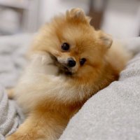 ルンド✴︎ポメラニアン (@pomepome_pd) 's Twitter Profile