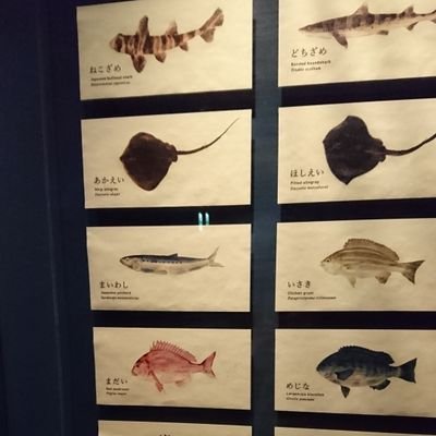 白身さんのプロフィール画像