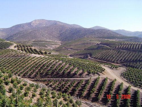 Ingeniero Agrónomo, especialista en CITRICULTURA y Aguacate. Amplia experiencia en producción, postcosecha, exportación y comercialización de frutas.