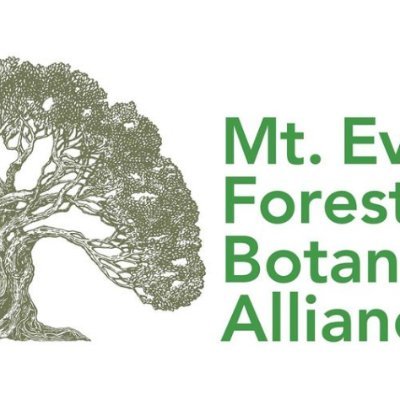 EverestForest's profile picture. 