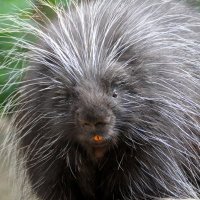 Canadian Porcupine (@altrightcanuck) 's Twitter Profile